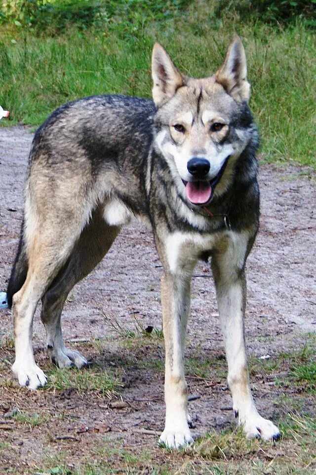 Помесь волка фото собака Chien-loup de Saarloos - Wikipédia