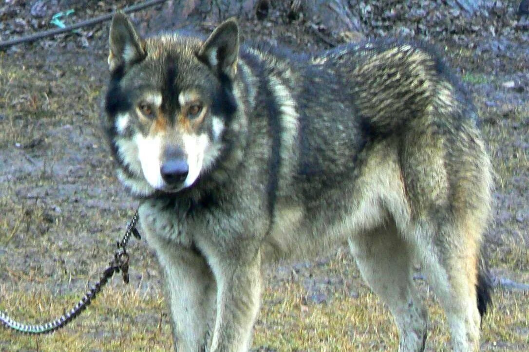 Помесь волка и лайки фото Wolves and Wolf Hybrids Do NOT Make Good Pets according to USFWS - Montana Hunti