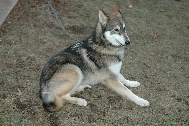 Помесь волка и лайки фото Wolf dog I never found out her name, but this wolf hybrid . Flickr