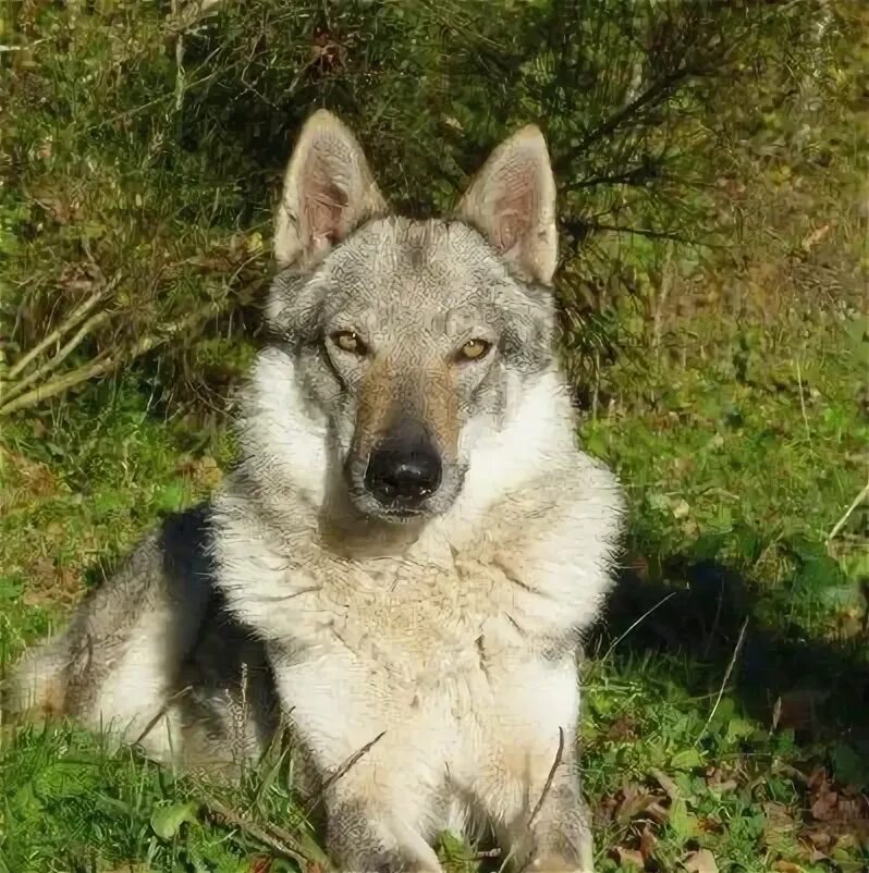 Помесь волка и лайки фото LE CHIEN-LOUP TCHECOSLOVAQUE, L'AME DU CHIEN ET DU LOUP... Chien loup, Chien lou