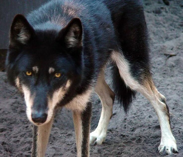 Помесь волка и овчарки фото Blacktail (formerly Blacksmith) German shepherd wolf mix, Wolf dog, Wolf hybrid