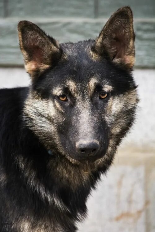 Помесь волка и овчарки фото handsomedogs - My very wolf-like German Shepherd, Kaizen! (there... Working dogs