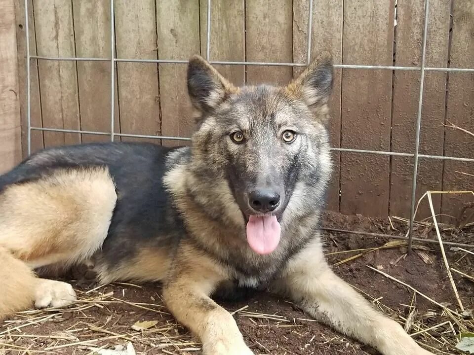 Помесь волка и овчарки фото Pin en Shepherd Dogs, and Their Kin - German, Belgian, White Swiss, French, Dutc