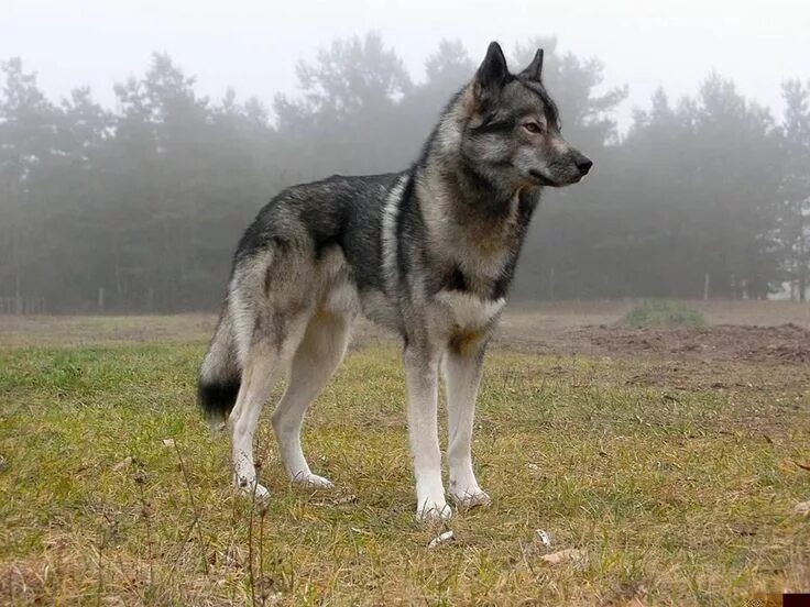 Помесь волка и овчарки фото Tschechoslowakischer Wolfhund Tamaskan dog, Wolf dog, Outdoor dog house