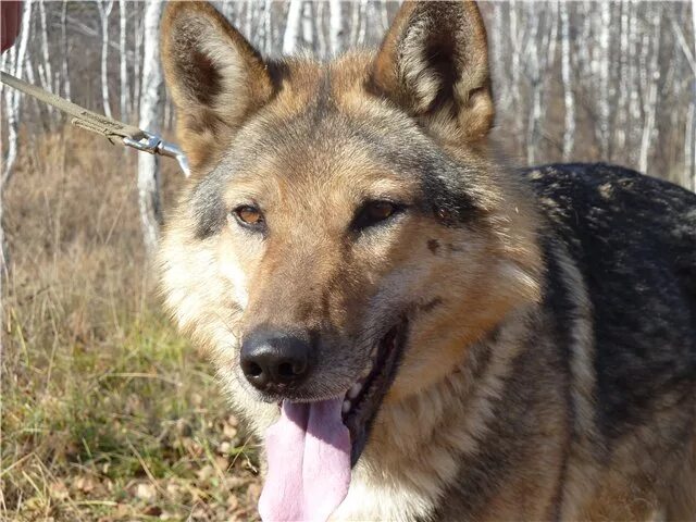 Помесь волка и овчарки фото Тайны природы. Гибриды растений и животных. - Галина. Тувик - КОНТ