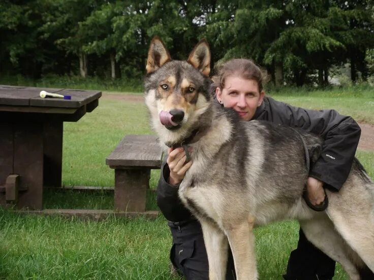 Помесь волка и овчарки фото 5 Most Amazing Wolf Hybrid Dogs You Have Ever Seen Top 10 dog breeds, Wolf hybri