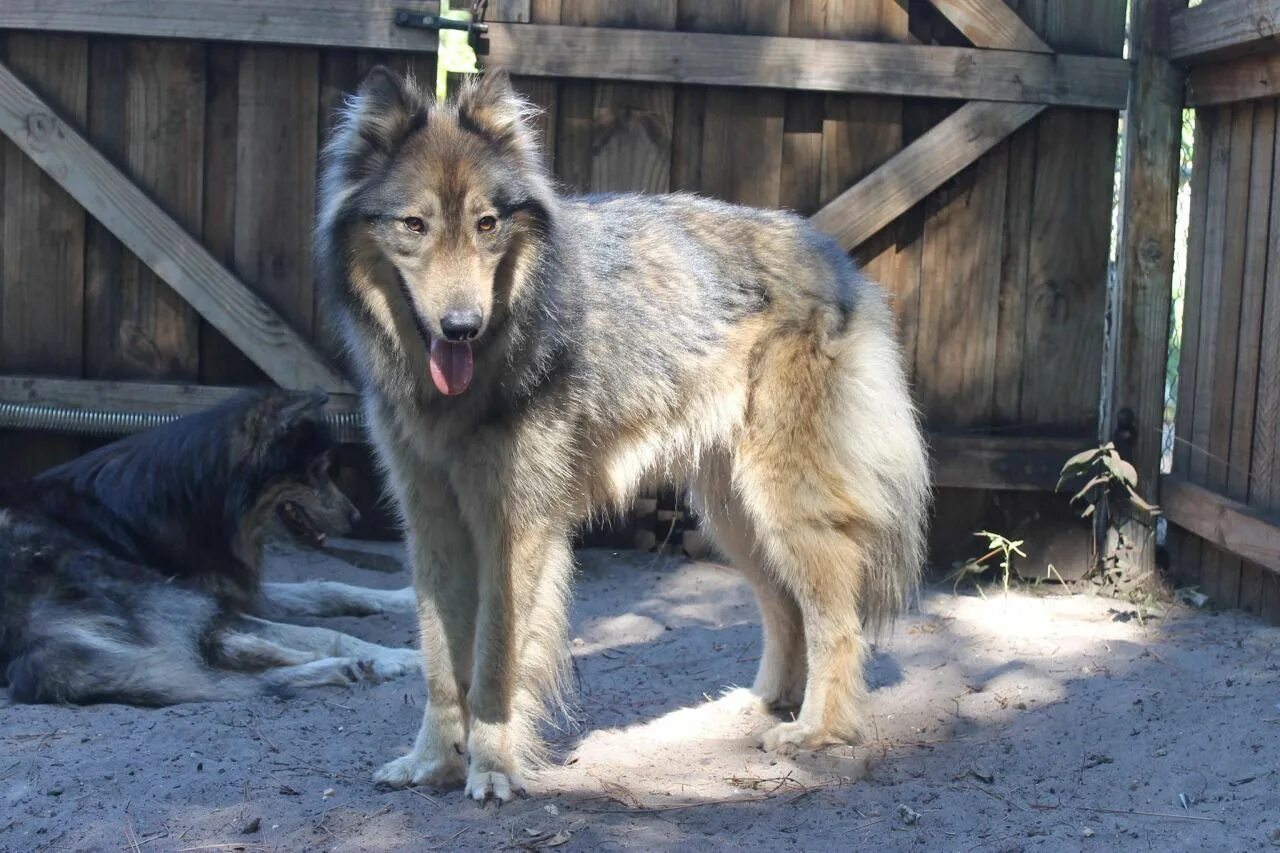 Помесь волка и овчарки фото low-content collie/wolfdog Dog breeds, Wolf dog breeds, Wolf dog