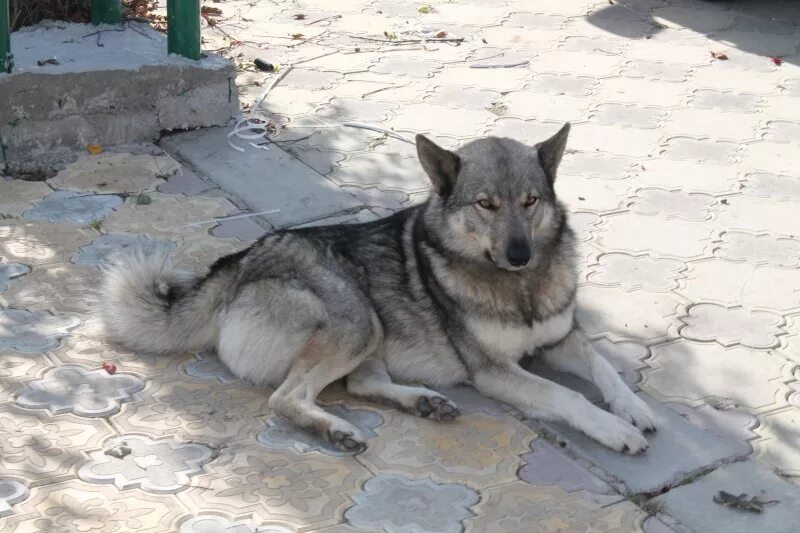 Помесь волка и овчарки фото Волко-собы - ЮЖНЫЙ РЫБОЛОВНО-ОХОТНИЧИЙ КЛУБ