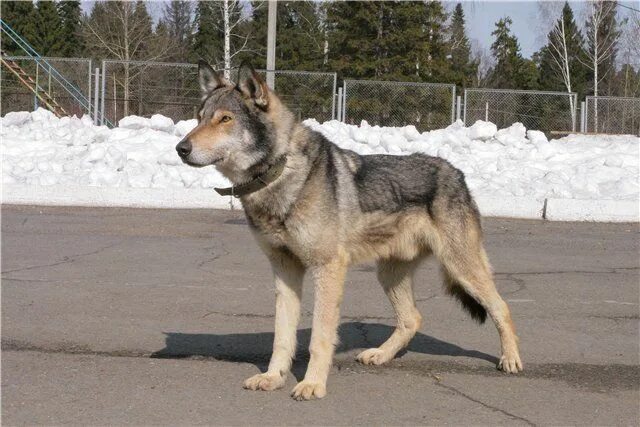 Помесь волка и овчарки фото Volkosoby-wolf-dogs2 Perros, Razas de perros, Mascotas bonitas