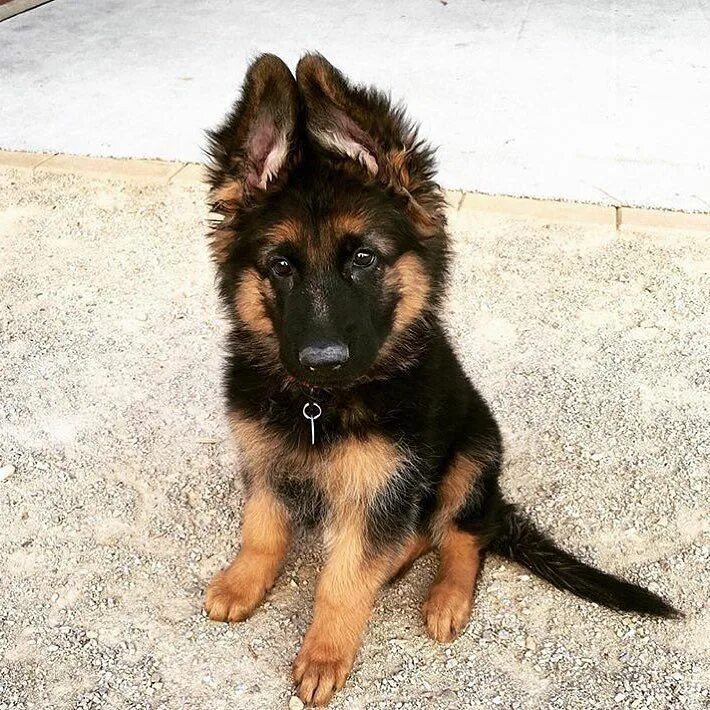 Помеси немецких овчарок фото GERMAN-SHEPHERD! on Instagram: "#gsd# germanshepherdsofinstagram #germanshepherd