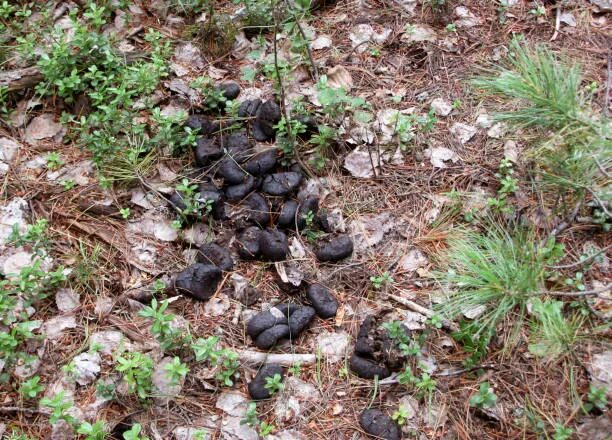 Droppings in the Forest Animal Stock Image - Image of leaf, grass: 90494293