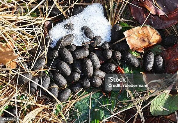 Помет диких животных фото с названиями Foliagetype Plants Stok Fotoğraflar & Ağaç‘nin Daha Fazla Resimleri - Ağaç, Biri