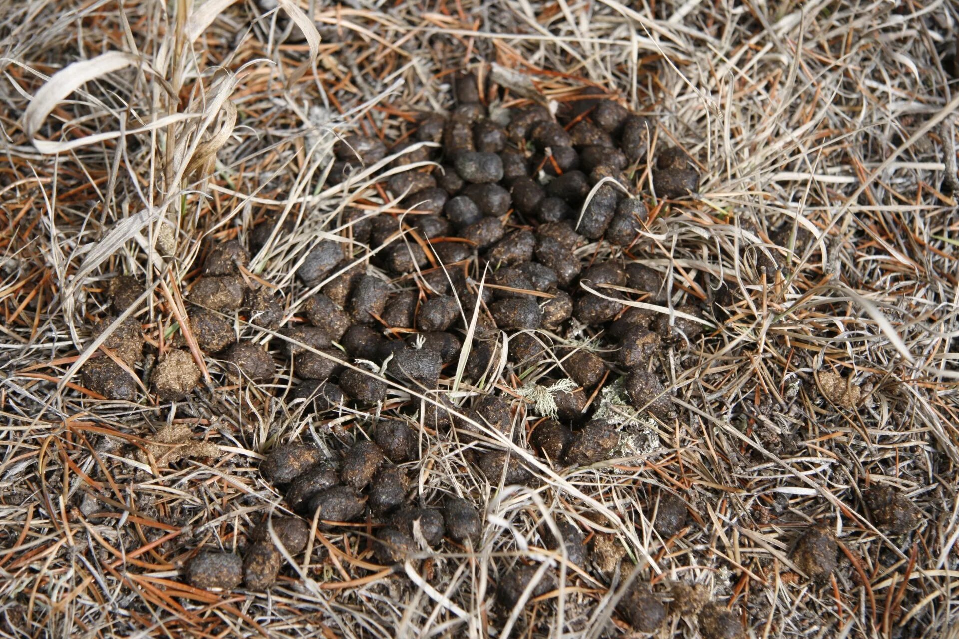 Помет диких животных фото с названиями What Does Deer Poop Look Like? Deer Droppings Identification - Animal Hype