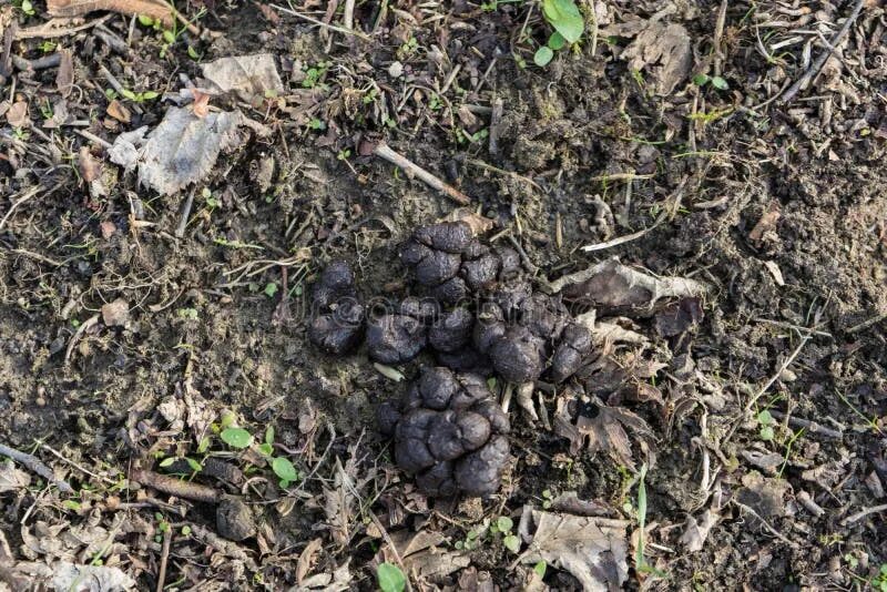 Помет дикого кабана фото Poop of Wild Animals on the Ground in Wildlife, Wild Animal Feces Stock Image - 