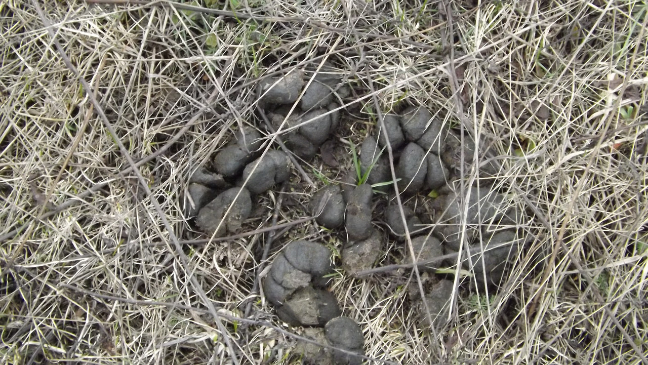 Droppings, Roe Deer Capreolus Capreolus, South Bohemia Stock Image - Image of eu