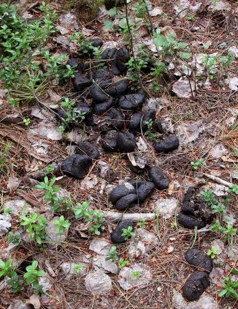 Помет лося в лесу фото Более 20 работ на тему "Elk Droppings In The Forest": стоковые фото, картинки и 