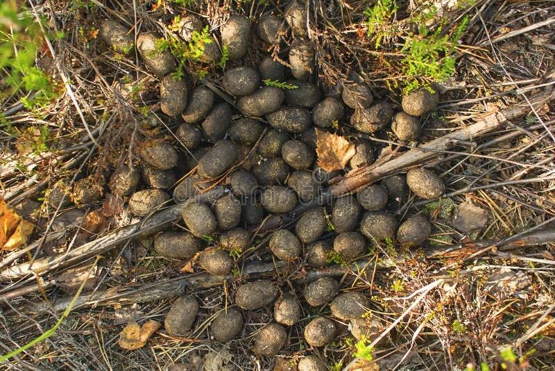 Помет лося в лесу фото Excrement of Elk in the Forest Stock Image - Image of objects, still: 134942431