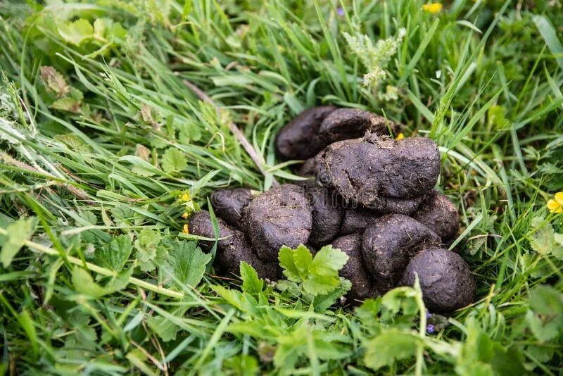 Помет медведя фото как выглядит Cow Dung at the Garden, Manure on a Green Grass. Fertilizer for Soil Stock Image