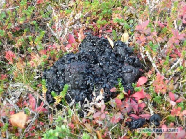 Помет медведя в лесу фото Серебрянское водохранилище. - ЯПлакалъ