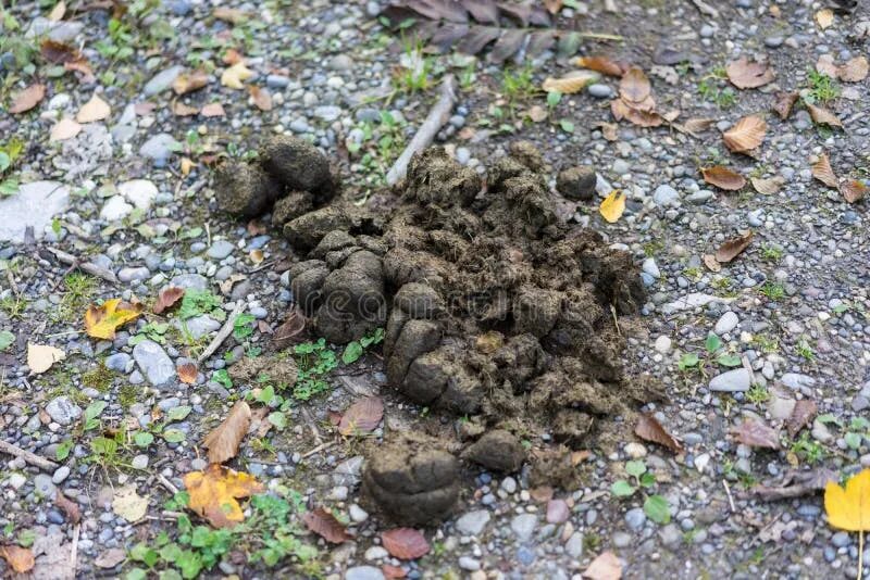 Помет медведя в лесу фото и описание Horse feces on forest path stock photo. Image of nature - 104341816