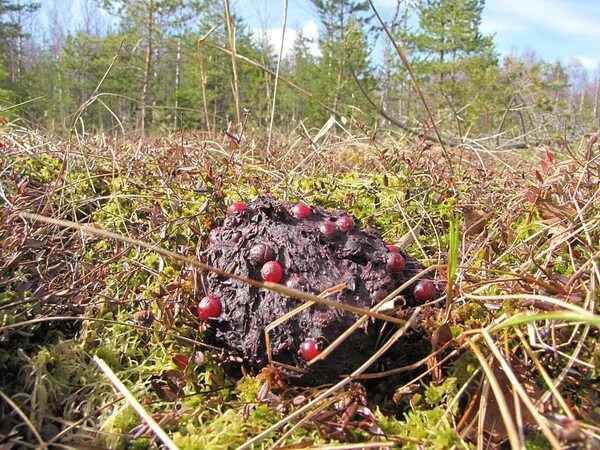 Помет медведя в лесу фото и описание Глухариные зори - Охотники.ру