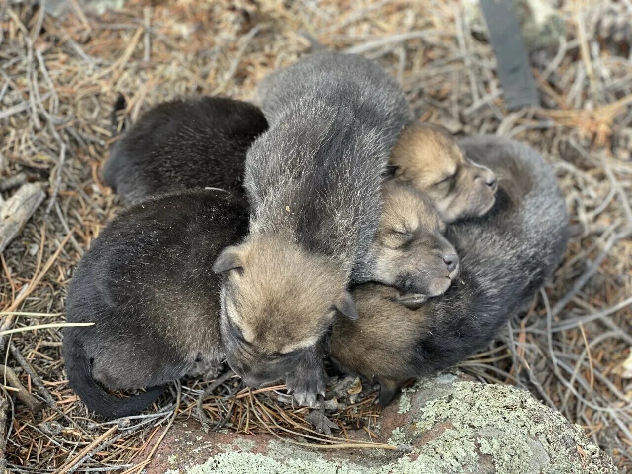 Помет волка в лесу фото Record number of endangered Mexican gray wolf pups placed into dens to be raised