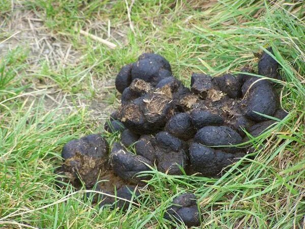 Помет волка в лесу фото Épinglé sur Jardin / Potager