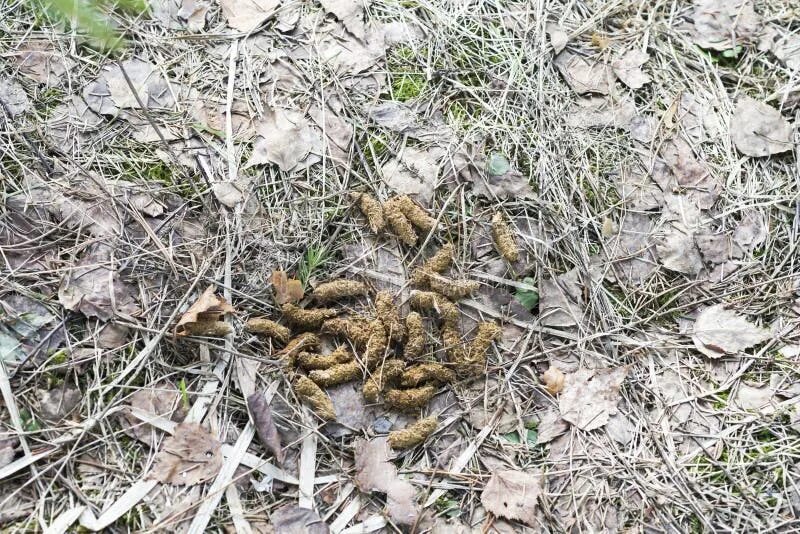 Помет волка в лесу фото Droppings in the Forest Animal Stock Image - Image of leaf, grass: 90494293