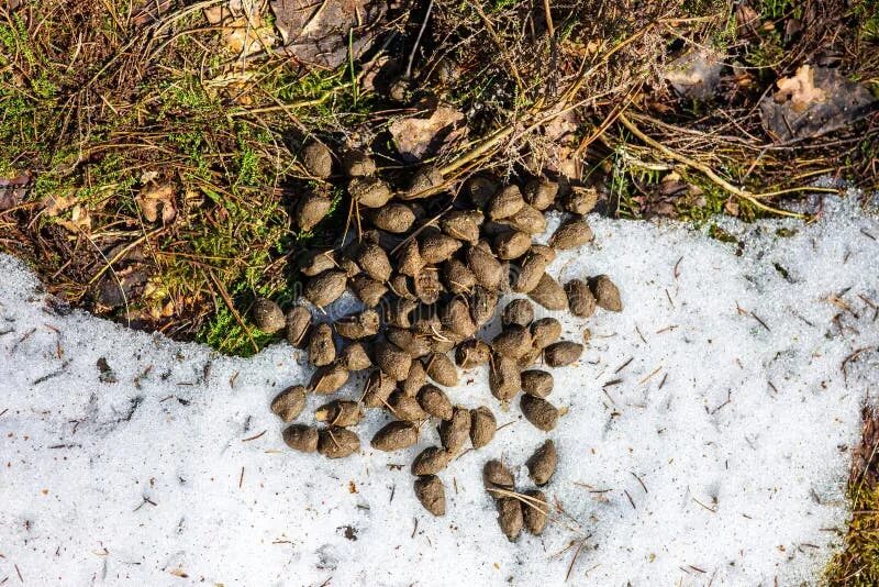 Пометы животных фото Deer Droppings on the Remnants of Melting Snow Stock Image - Image of brown, mot