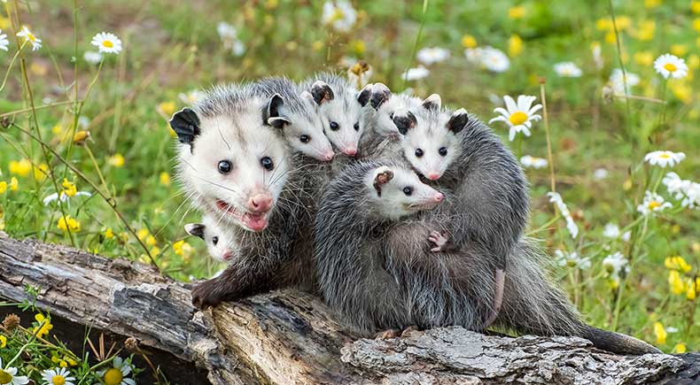 Пометы животных фото Opossums: The Misunderstood One-of-a-Kind 'Living Fossil' Opossum, Baby possum, 