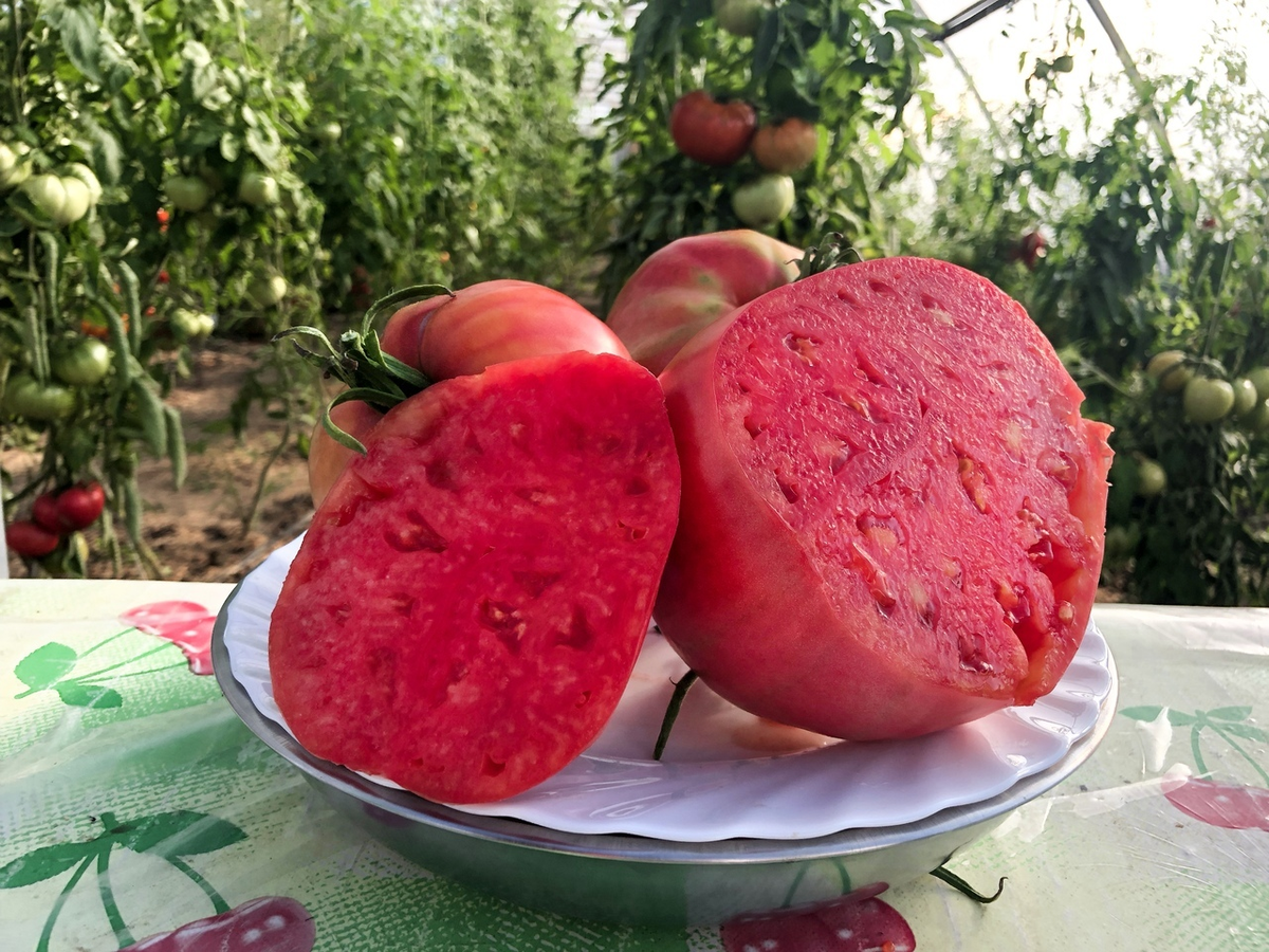 Помидор арбузный фото Самые вкусные томаты