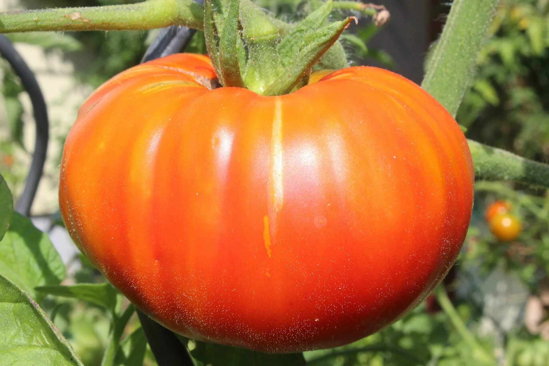 Помидор бифштекс фото How to Grow Beefsteak Tomatoes - Everyone’s Favorite Tomato Beefsteak tomato, To