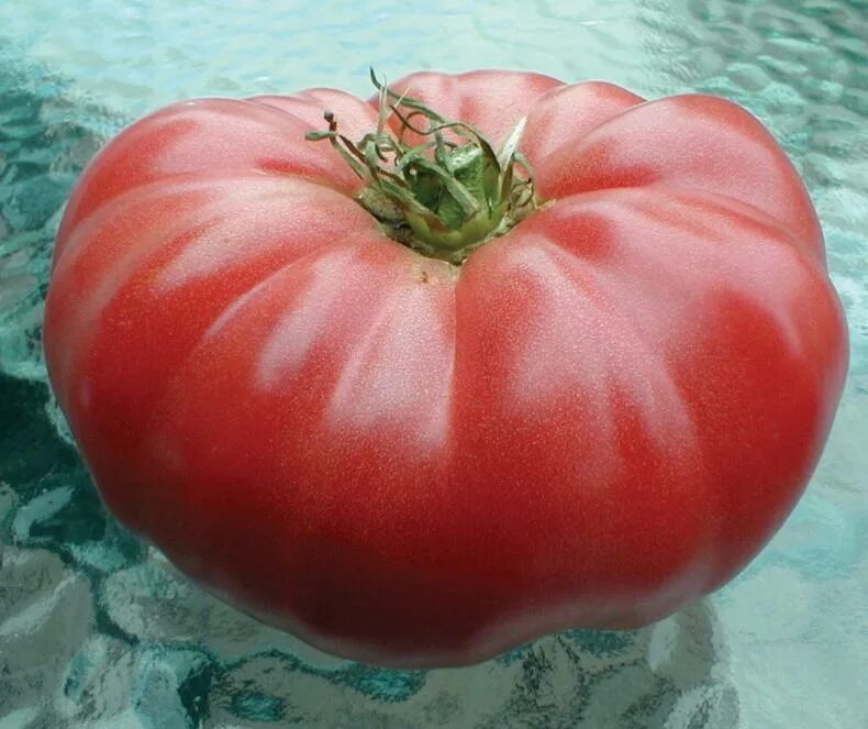 Помидор бифштекс фото Watermelon Beefsteak Tomato- MIgardener