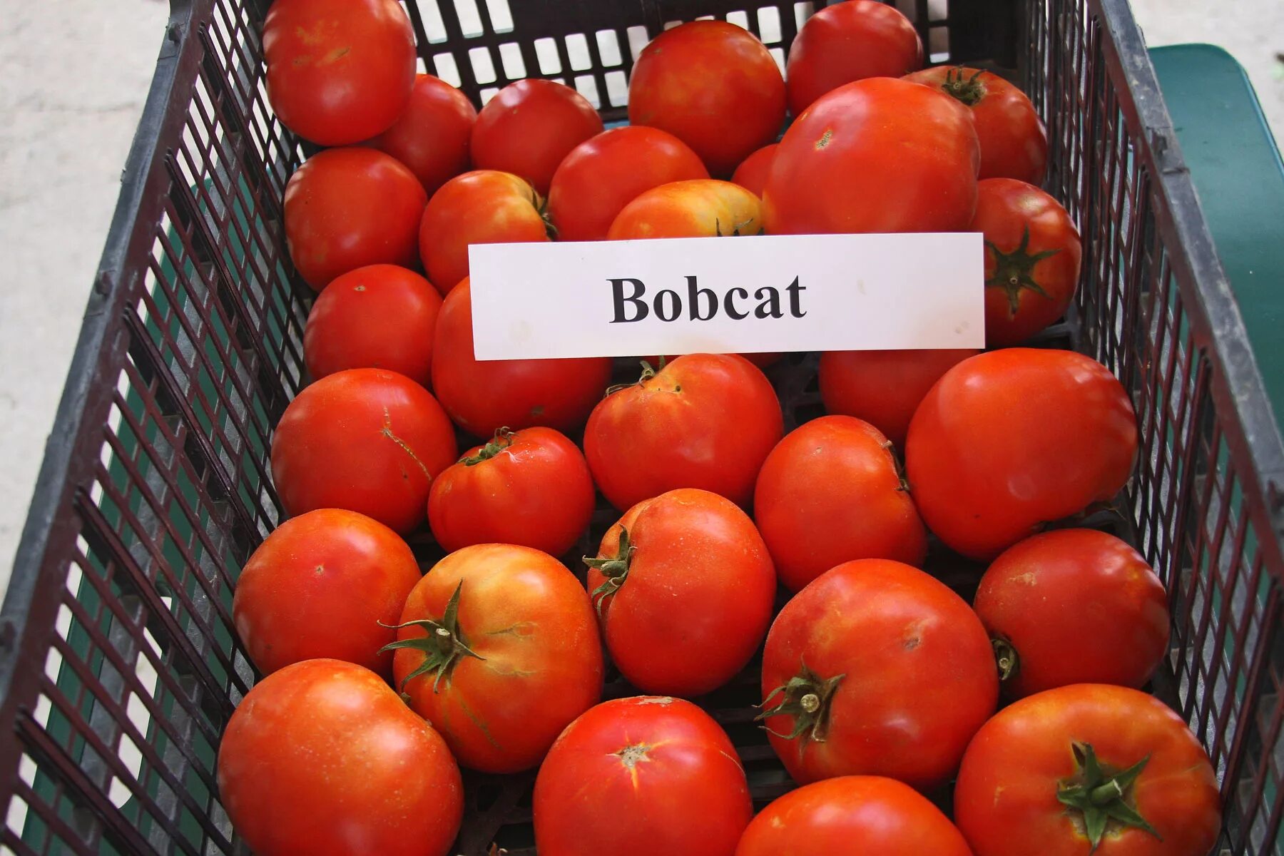 Помидор бобкат фото и описание PLANTanswers: Plant Answers 'BobCat' - Rodeo Tomato for 2015