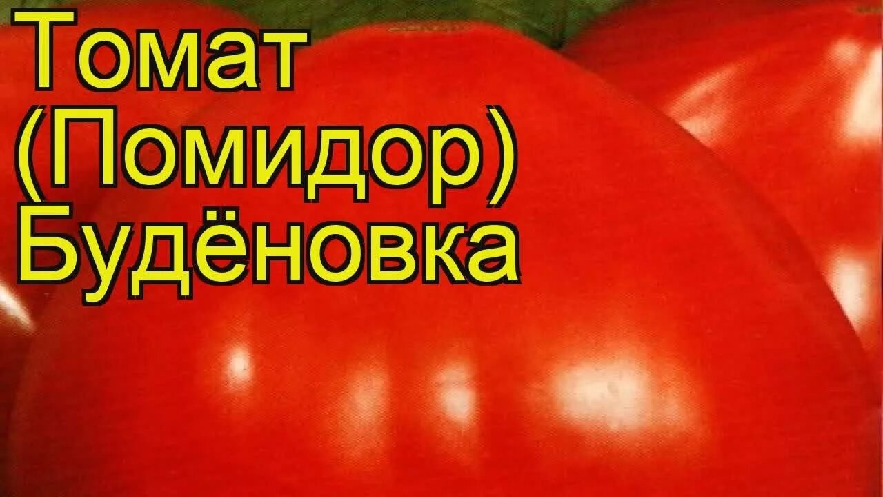 Помидор буденовка описание фото отзывы Томат обыкновенный Будёновка. Краткий обзор, описание характеристик Budyonovka -