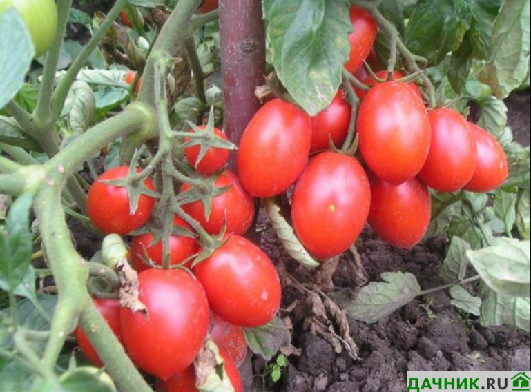 Помидор челнок фото Томат Челнок: описание сорта и его полный обзор Tomato, Vegetables, Food