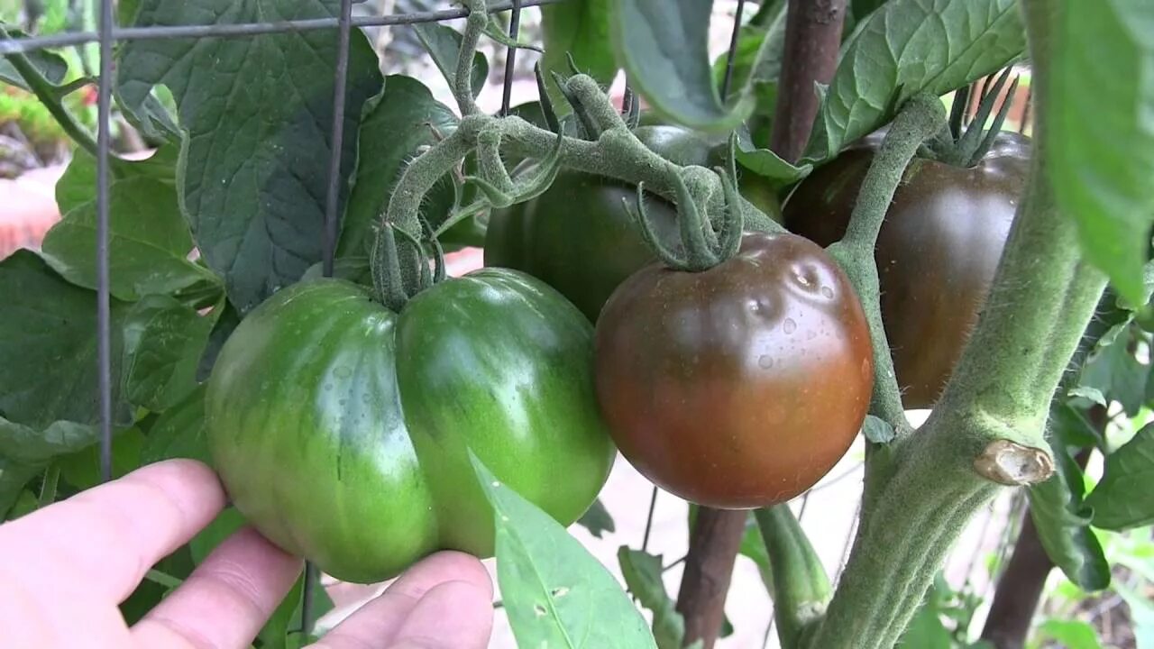 Помидор черный принц фото и описание Black Prince Tomato Update July 13, 2016 - YouTube