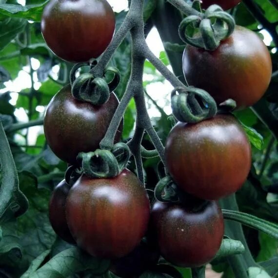 Помидор черный шоколад фото Black Cherry Tomato Seeds Etsy Black cherry tomato, Cherry tomato plant, Tomato 