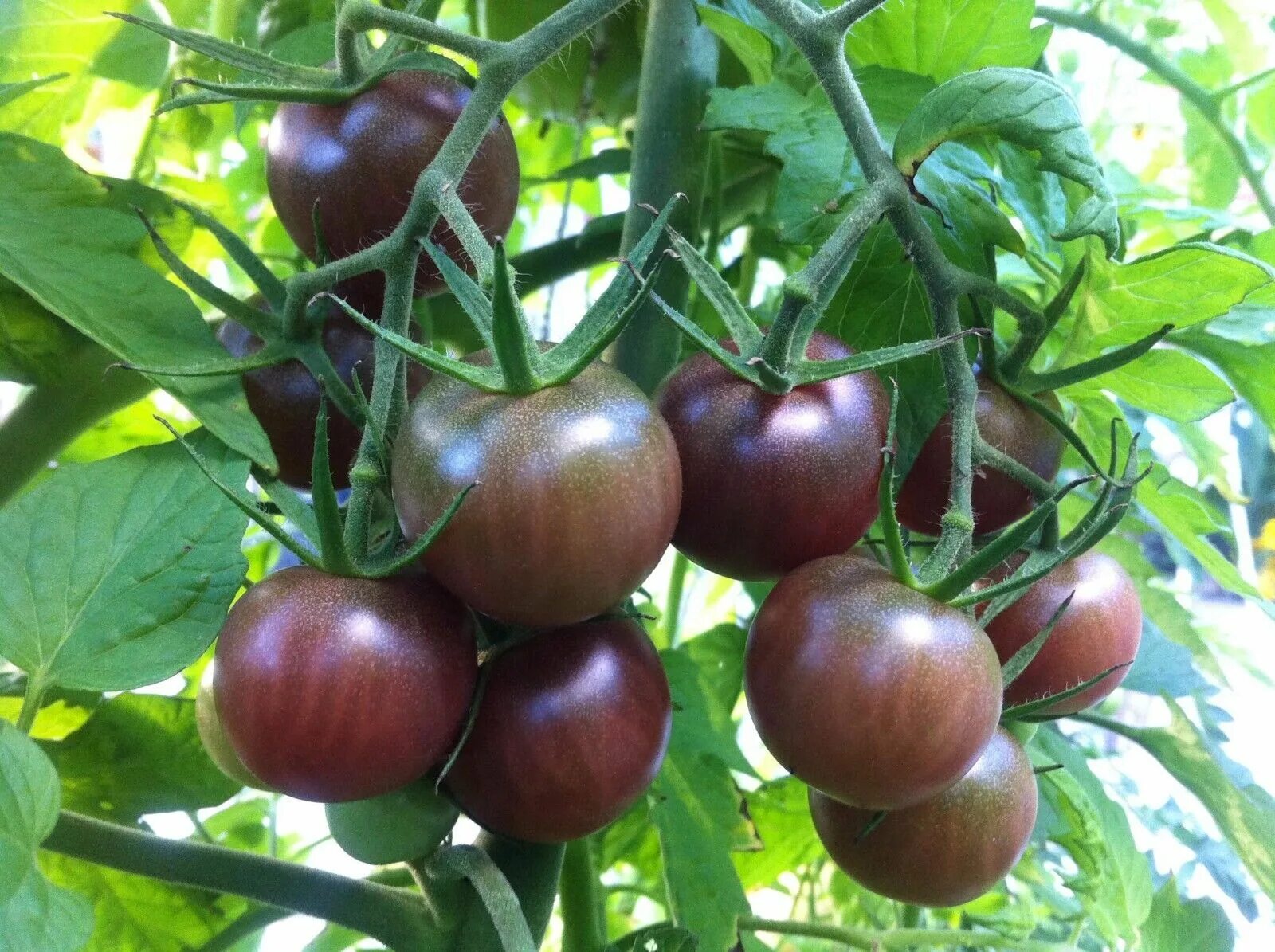 Помидор черный шоколад фото Tomato Black Cherry Russian Heirloom - 50+ SEEDS - ORGANIC - NON GMO - RARE eBay