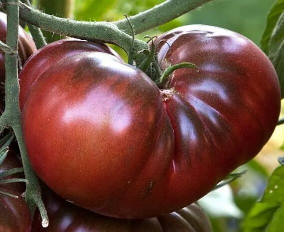 Помидор черный шоколад фото Amazon Chocolate, dark rich tomato, 20 seeds, rare heirloom, smoky flavor, huge 