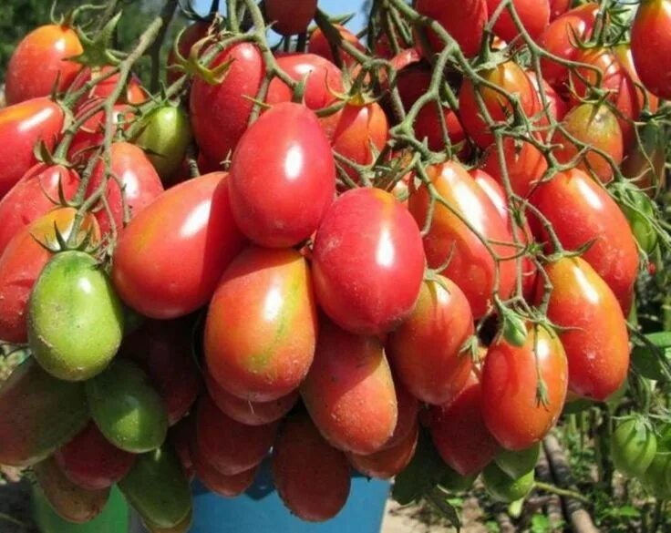 Помидор чио чио сан фото Chio-chio San tomato #tomato #interesting #varieties #beautiful Tomato, Seeds, O