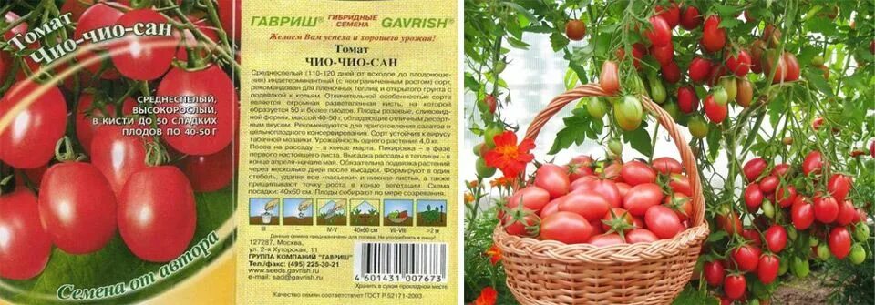 Помидор чио чио сан фото Томат чио сан характеристика и описание сорта фото отзывы фото - Arhids.ru