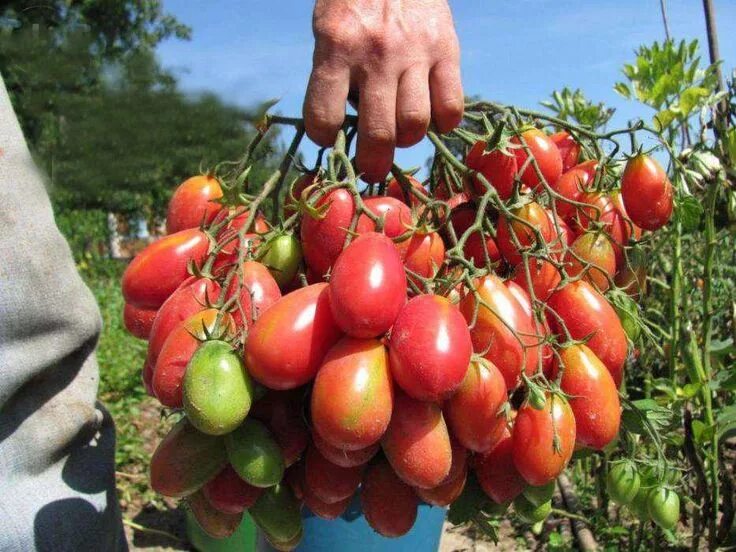 Помидор чио чио сан отзывы фото Visit to Buy 100 piece Vegetable Tomato CHIO CHIO SAN Heirloom Organic Seeds #Ad