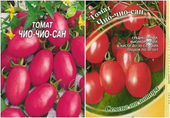 Помидор чио чио сан отзывы фото ✅ Tomato Chio Chio san: характеристики и описание на сорта, отглеждането и добив