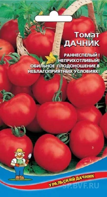 Помидор дачник фото Сочные помидоры сорта Дачник: фото и идеи для сада Зеленый рай Фотогалерея приро