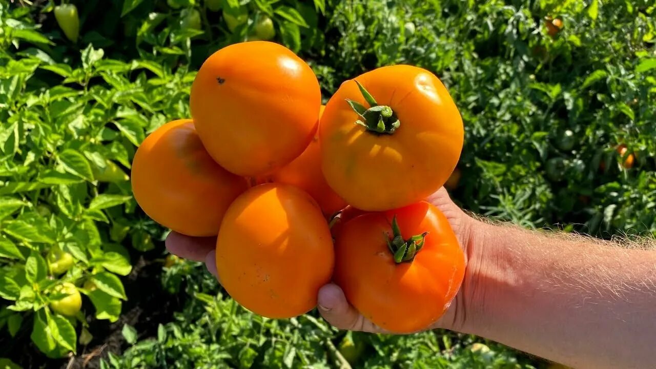 Помидор хурма описание сорта фото отзывы садоводов Мой любимый по вкусу томат в огороде - ХУРМА. Классика желтоплодных томатов. Обз