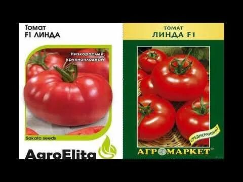 Помидор линда фото отзывы описание Рейтинг лучших ранних сортов томатов - YouTube Seeds, Tomato, Enjoyment