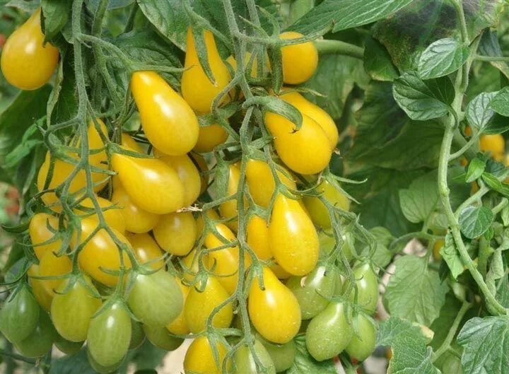 Помидор медовая капля отзывы фото Cultivate Your Own Yellow Pear Tomatoes