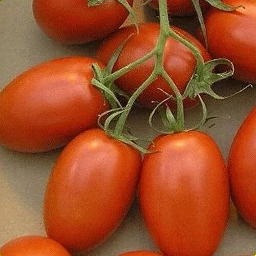 Помидор новичок фото Everwilde Farms - 50 Organic Roma Production Tomato Seeds - Gold Vault Packet To