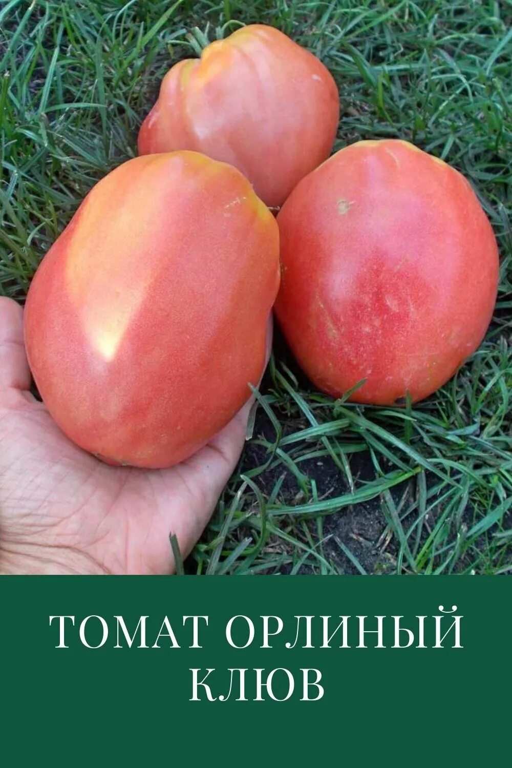 Помидор орлиный клюв описание сорта фото Томат Орлиный клюв: характеристика и описание сорта Выращивание помидоров, Расте